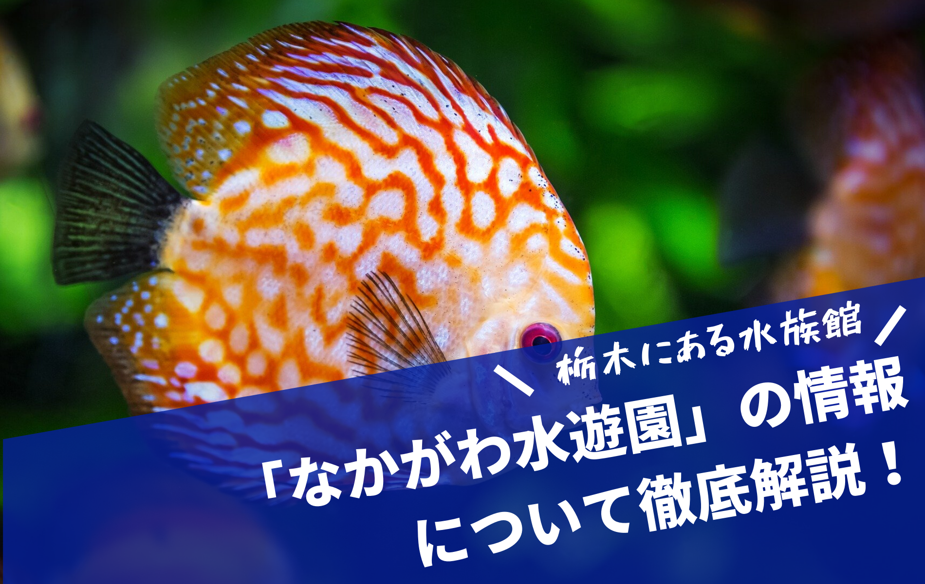 栃木の水族館 なかがわ水遊園 の情報を解説 淡水魚見るならココ ふぉむすい