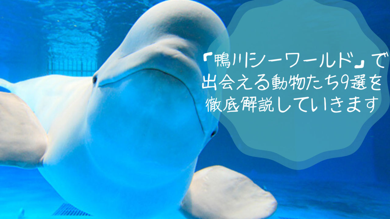 鴨川シーワールド にいる癒やし系動物たち9選 シャチ以外も紹介 ふぉむすい