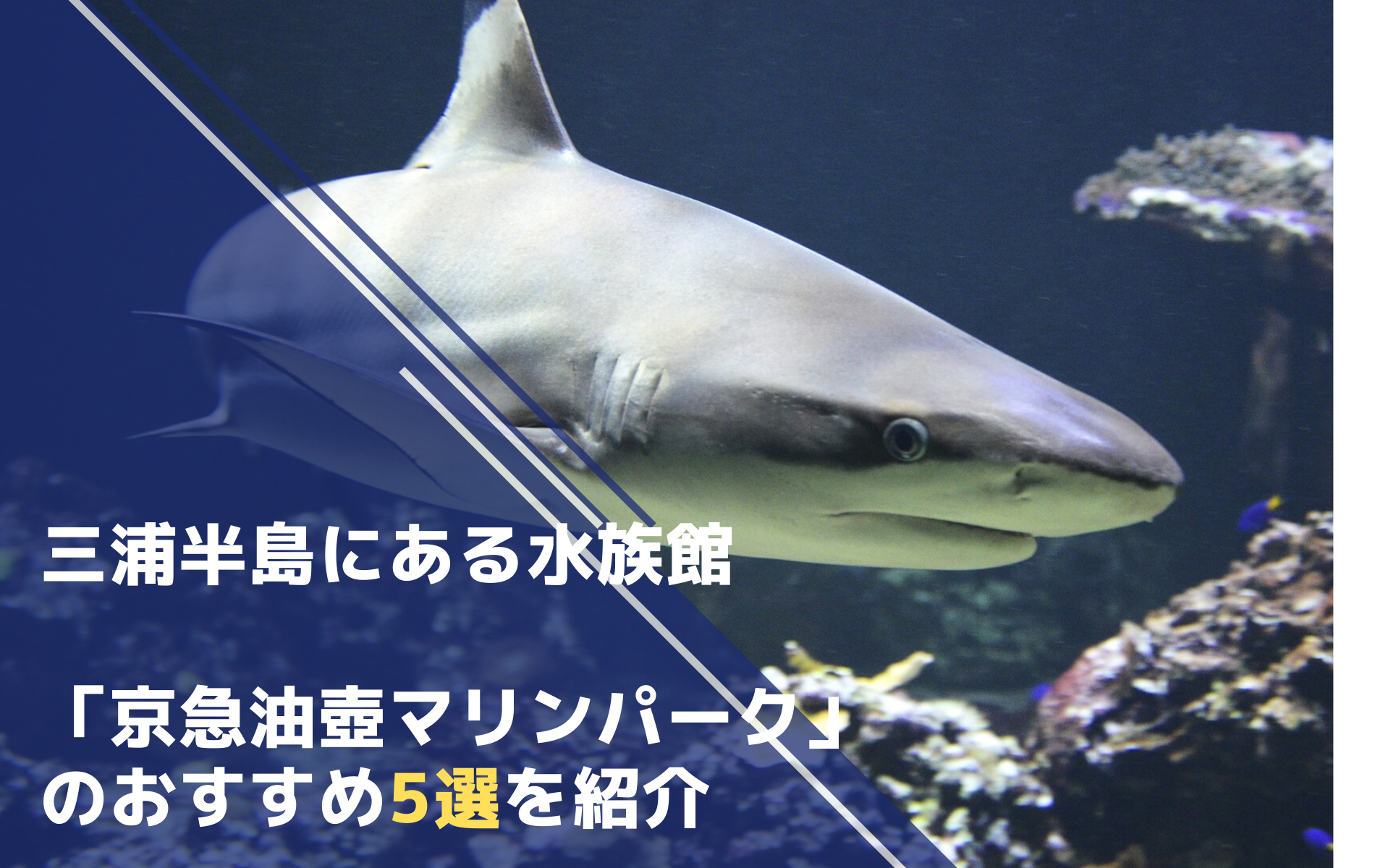 閉館 三浦半島にある水族館 京急油壺マリンパーク のおすすめ5選を紹介 ふぉむすい