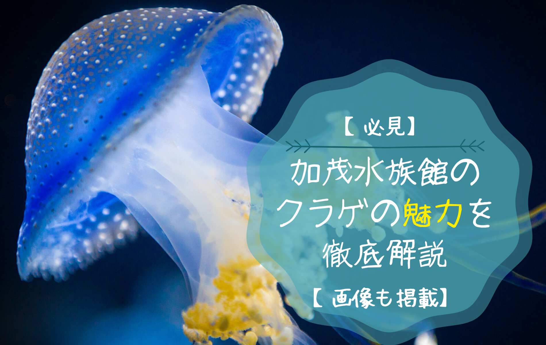 加茂水族館のクラゲの魅力とは 世界的に有名な展示の数々も紹介 ふぉむすい