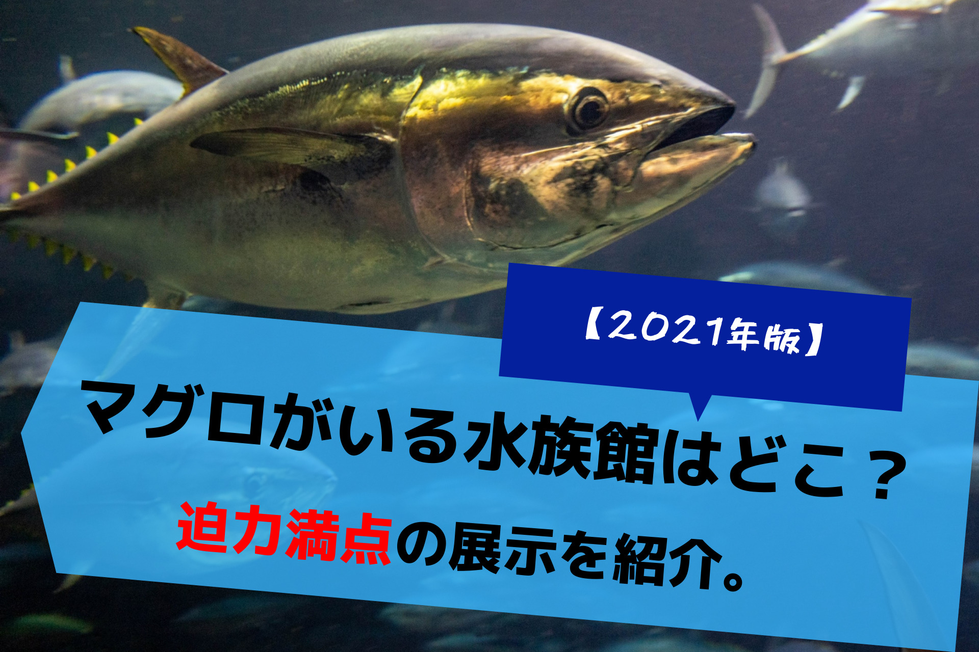 21年版 マグロがいる水族館はどこ 迫力満点の展示を紹介 ふぉむすい