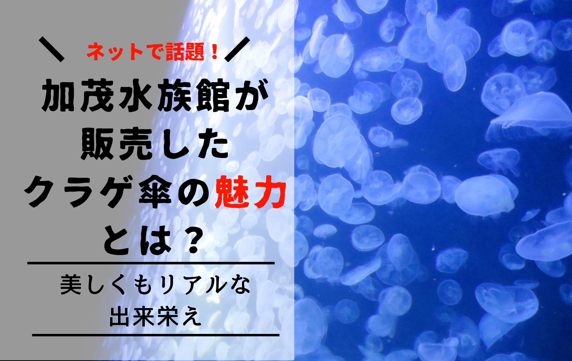 日本一美しい 加茂水族館が販売したクラゲ傘の魅力を徹底解説 ふぉむすい