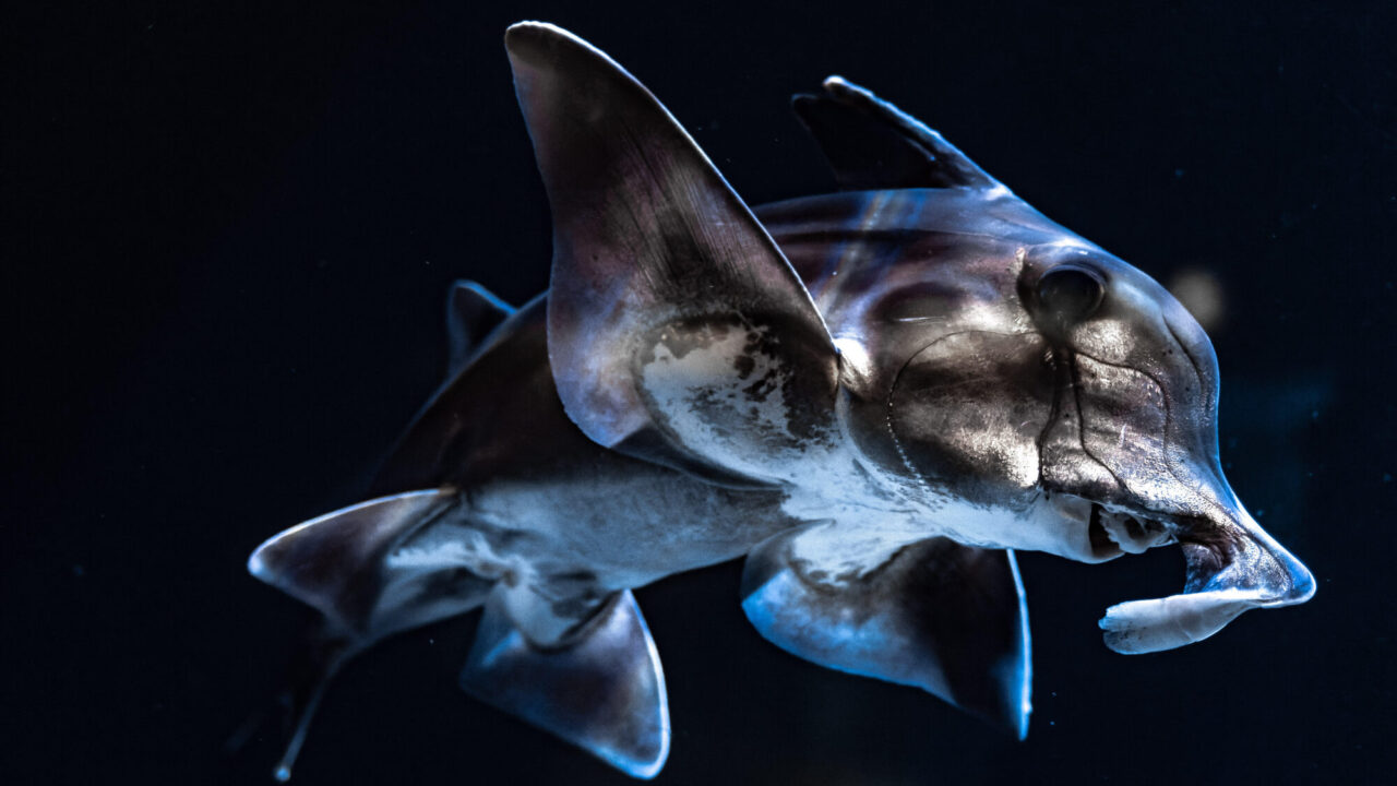 謎すぎる深海魚 ゾウギンザメが見られる水族館2選を紹介します ふぉむすい