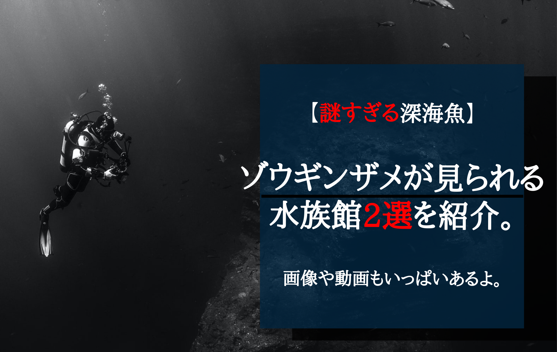 謎すぎる深海魚 ゾウギンザメが見られる水族館2選を紹介します ふぉむすい