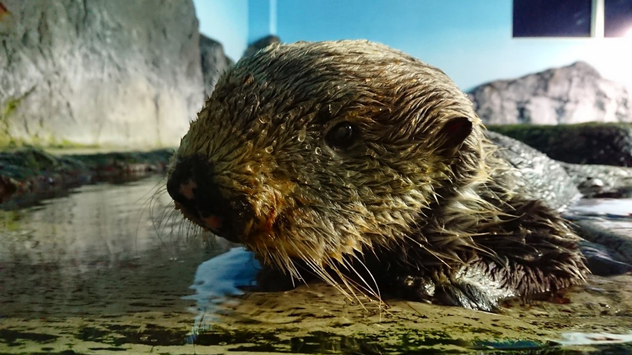 のとじま水族館にいた国内最高齢のラッコを6つの項目に渡って紹介 ふぉむすい