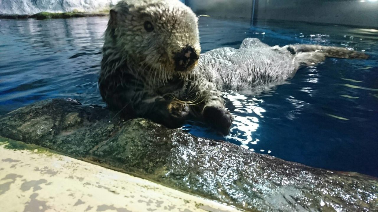 のとじま水族館にいた国内最高齢のラッコを6つの項目に渡って紹介 ふぉむすい