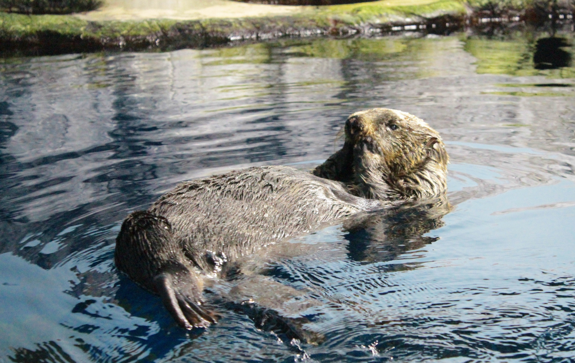 のとじま水族館にいた国内最高齢のラッコを6つの項目に渡って紹介