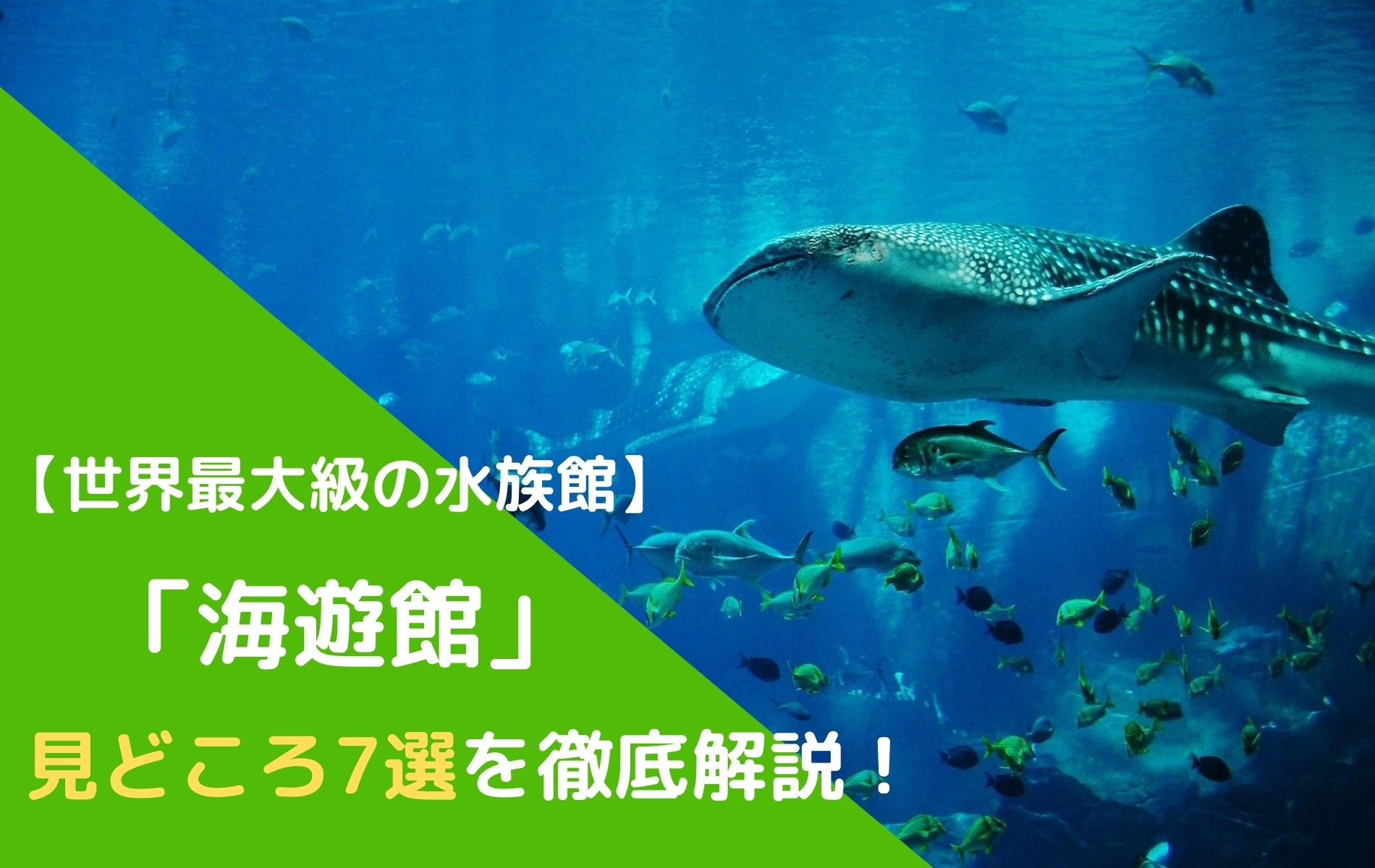 大阪にある世界最大級の水族館 海遊館 の見どころ7選を徹底解説 ふぉむすい