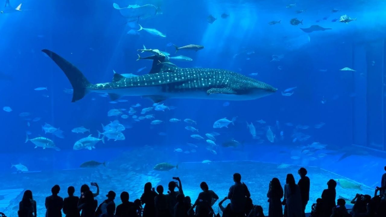 迫力満点 日本でジンベエザメが見られる水族館4選をご紹介 ふぉむすい