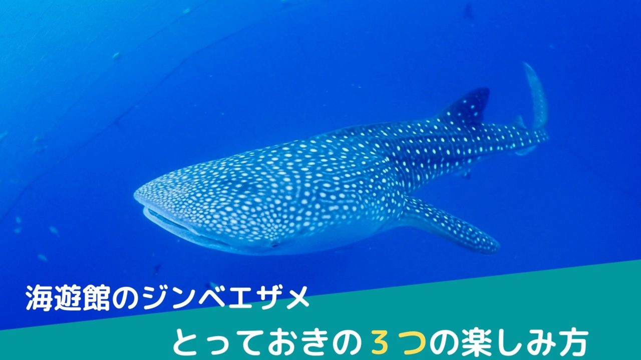 海遊館のジンベエザメを紹介 とっておきの3つの楽しみ方も解説 ふぉむすい