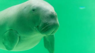 超ボリューム 日本全国の大きい水族館ランキングtop10を発表 ふぉむすい