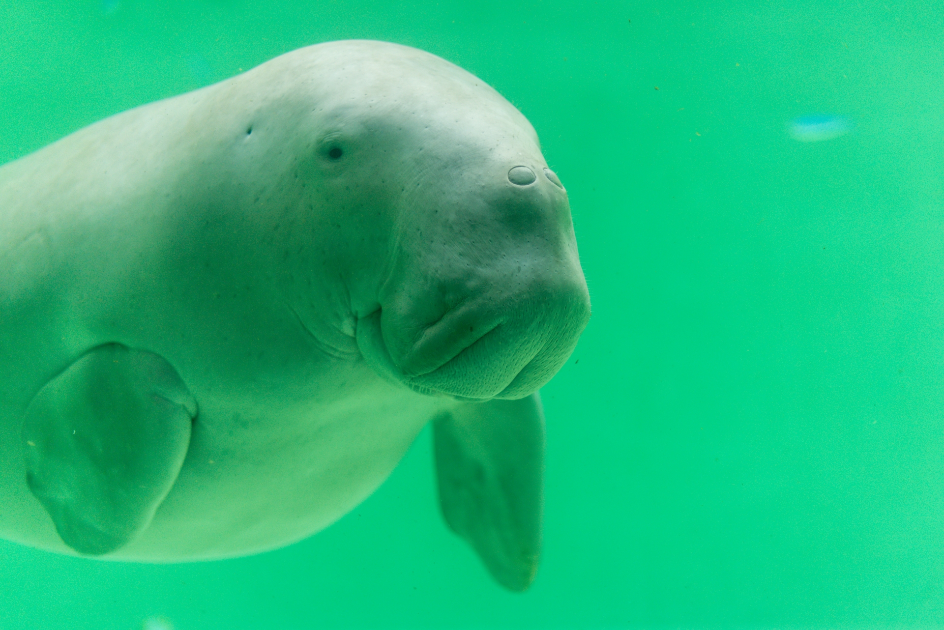 鳥羽水族館の見どころ5選を紹介 珍しい海の生きものたちが大集結 ふぉむすい