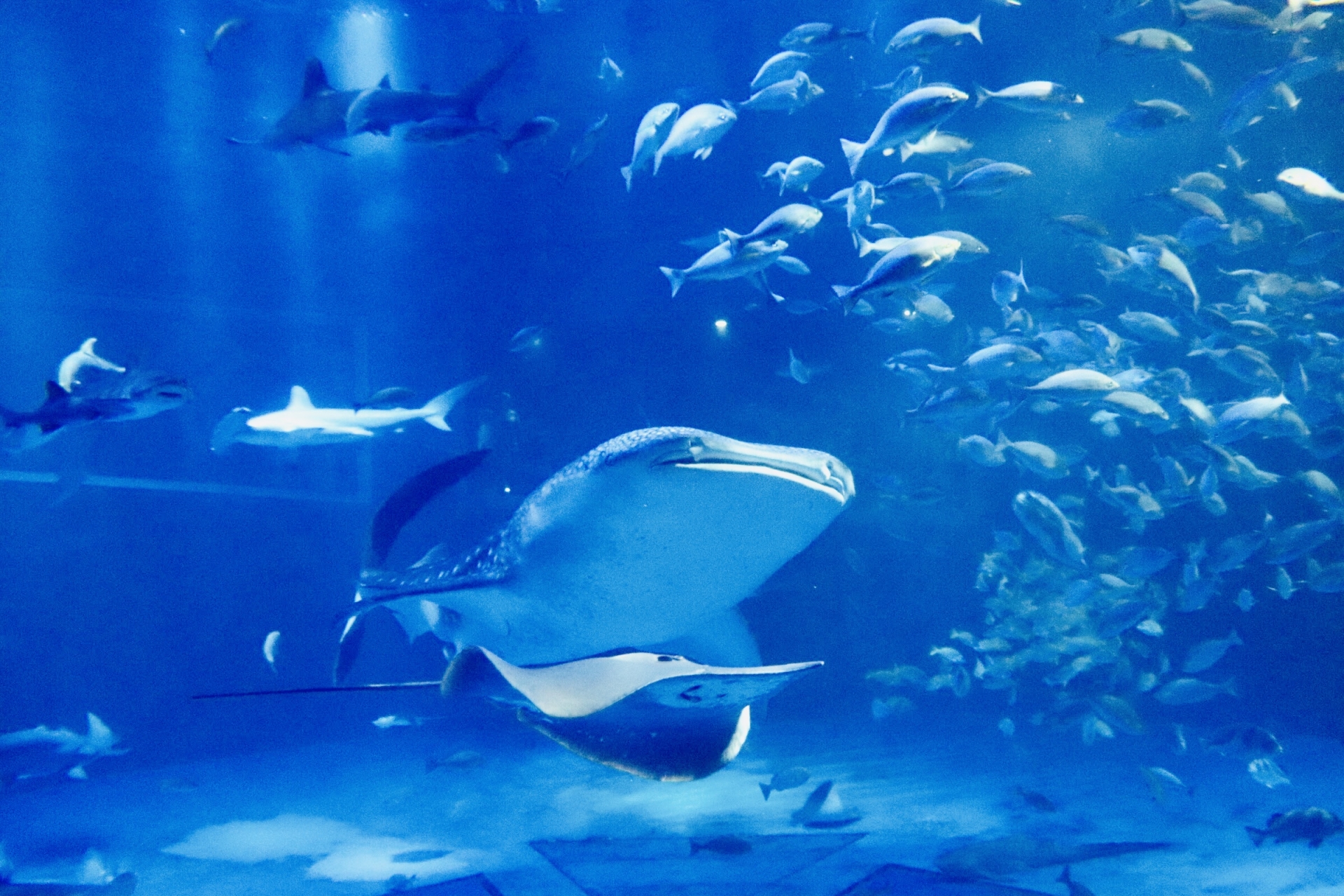 美ら海水族館にいるジンベエザメの魅力とは 7つの項目に渡って紹介 ふぉむすい