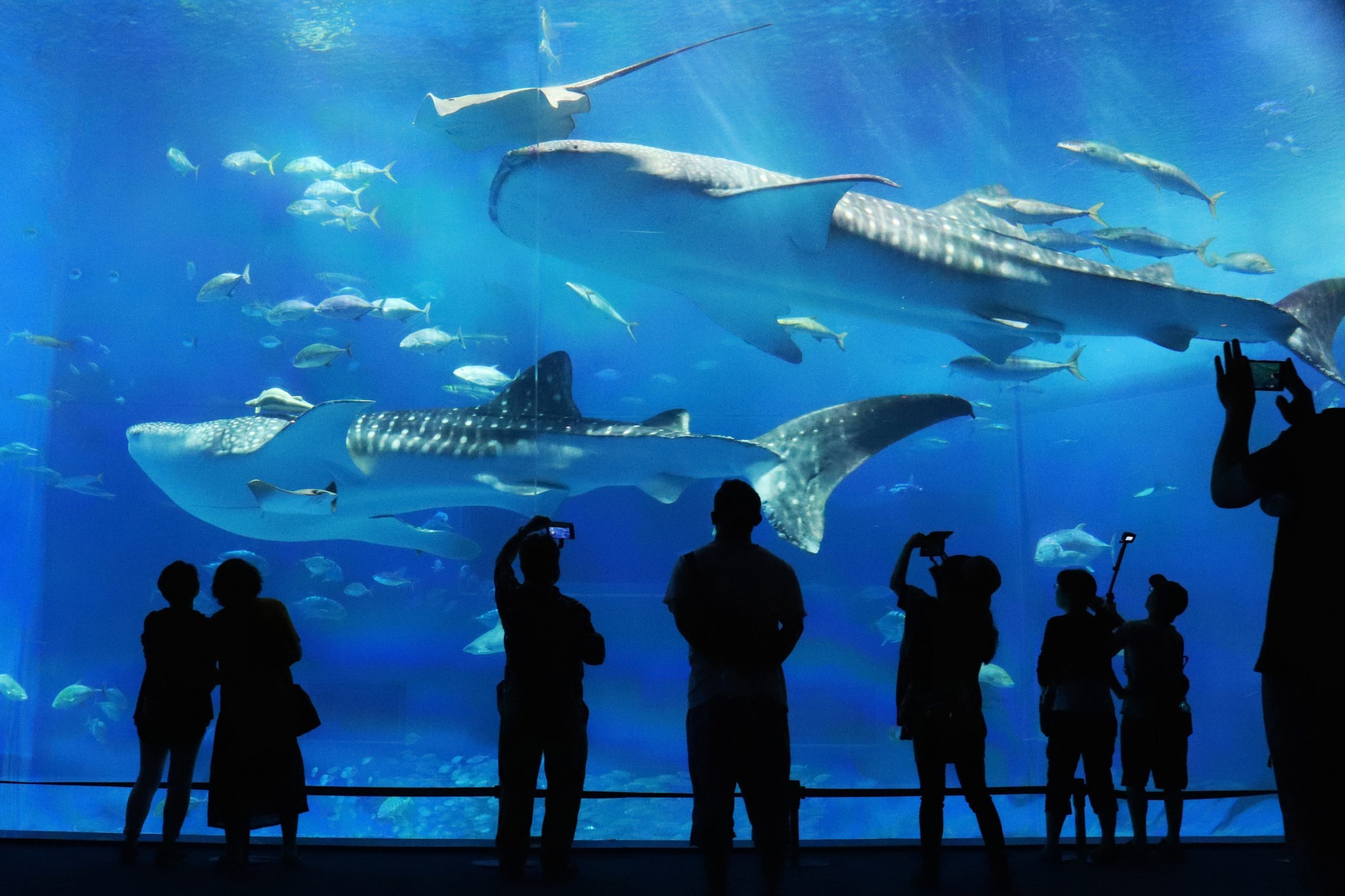 我的水族馆之旅----NO.1：沖縄美ら海水族館 - 知乎