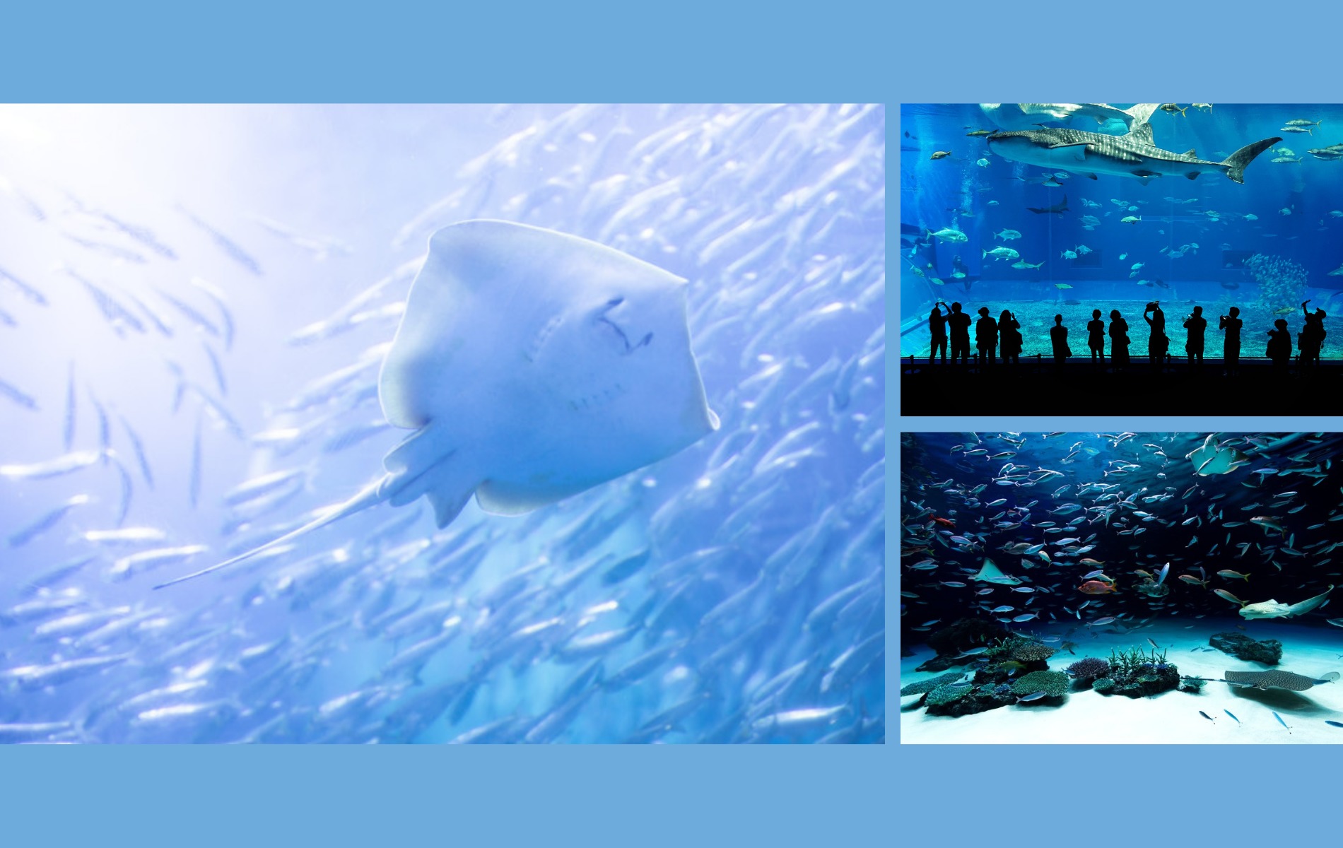 高画質 水族館の画像がダウンロードできる人気サイト6選を紹介 ふぉむすい