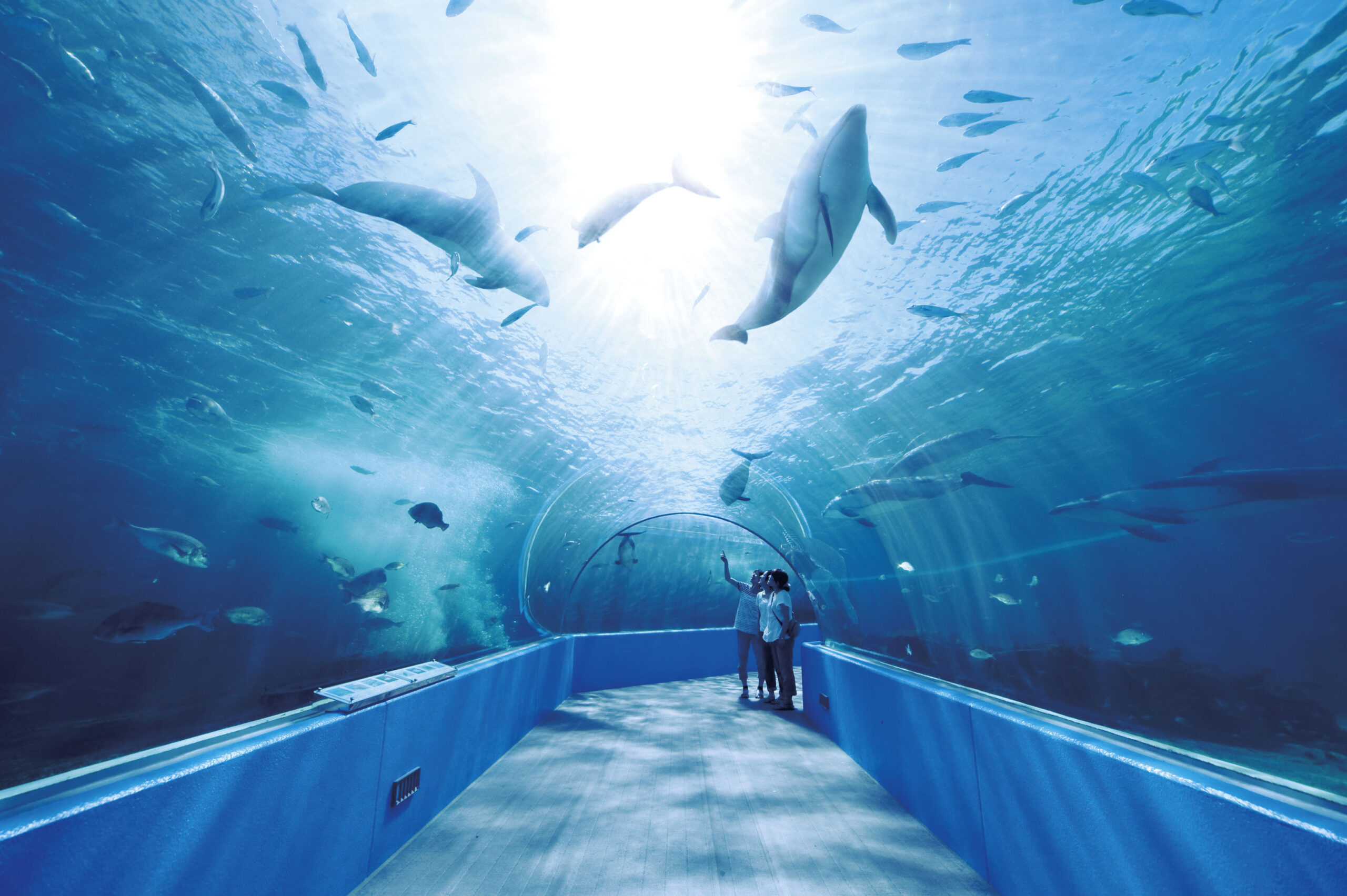 のとじま水族館」の見どころ5選を紹介。石川県にある人気観光地！｜ふぉむすい