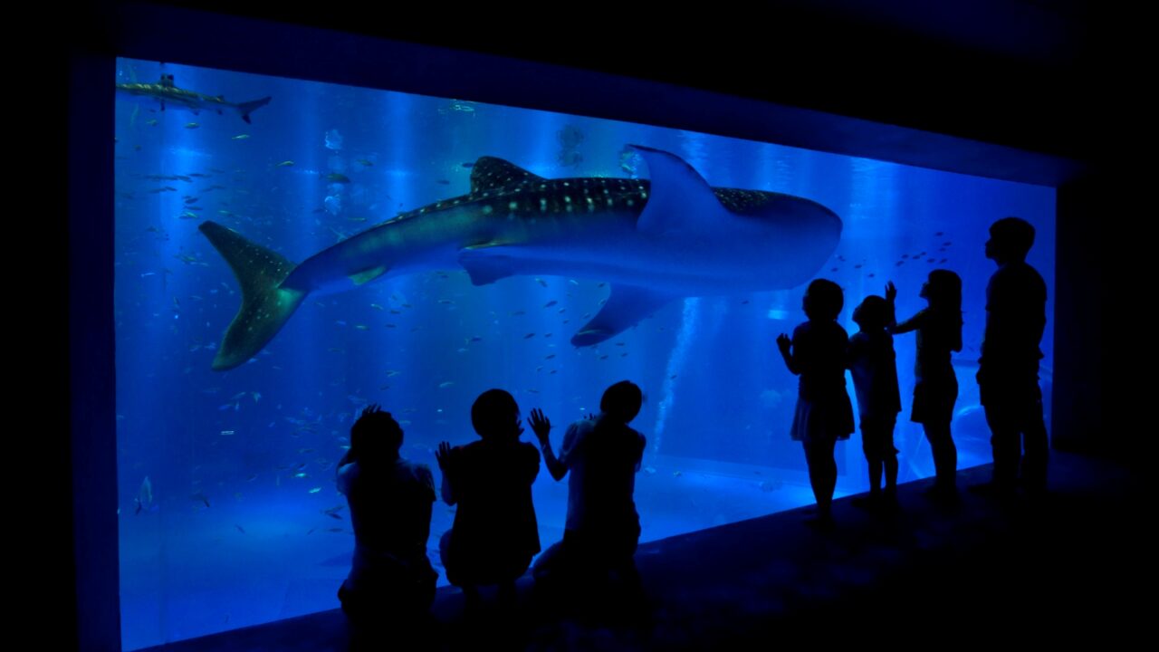 のとじま水族館で大人気 ジンベエザメの魅力を7つの項目に渡って紹介 ふぉむすい
