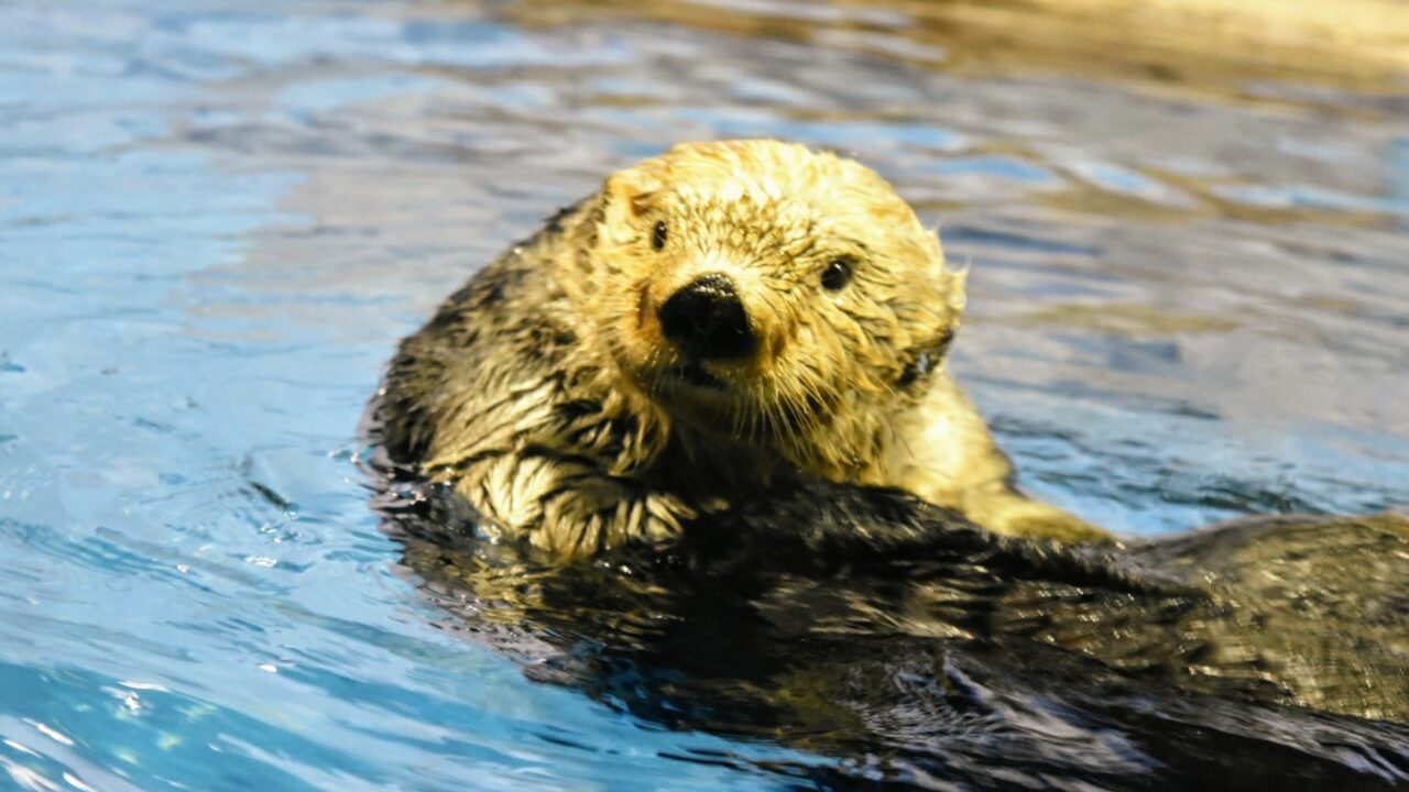 須磨海浜水族園にいるラッコたちを紹介 より楽しめる3つの方法とは ふぉむすい