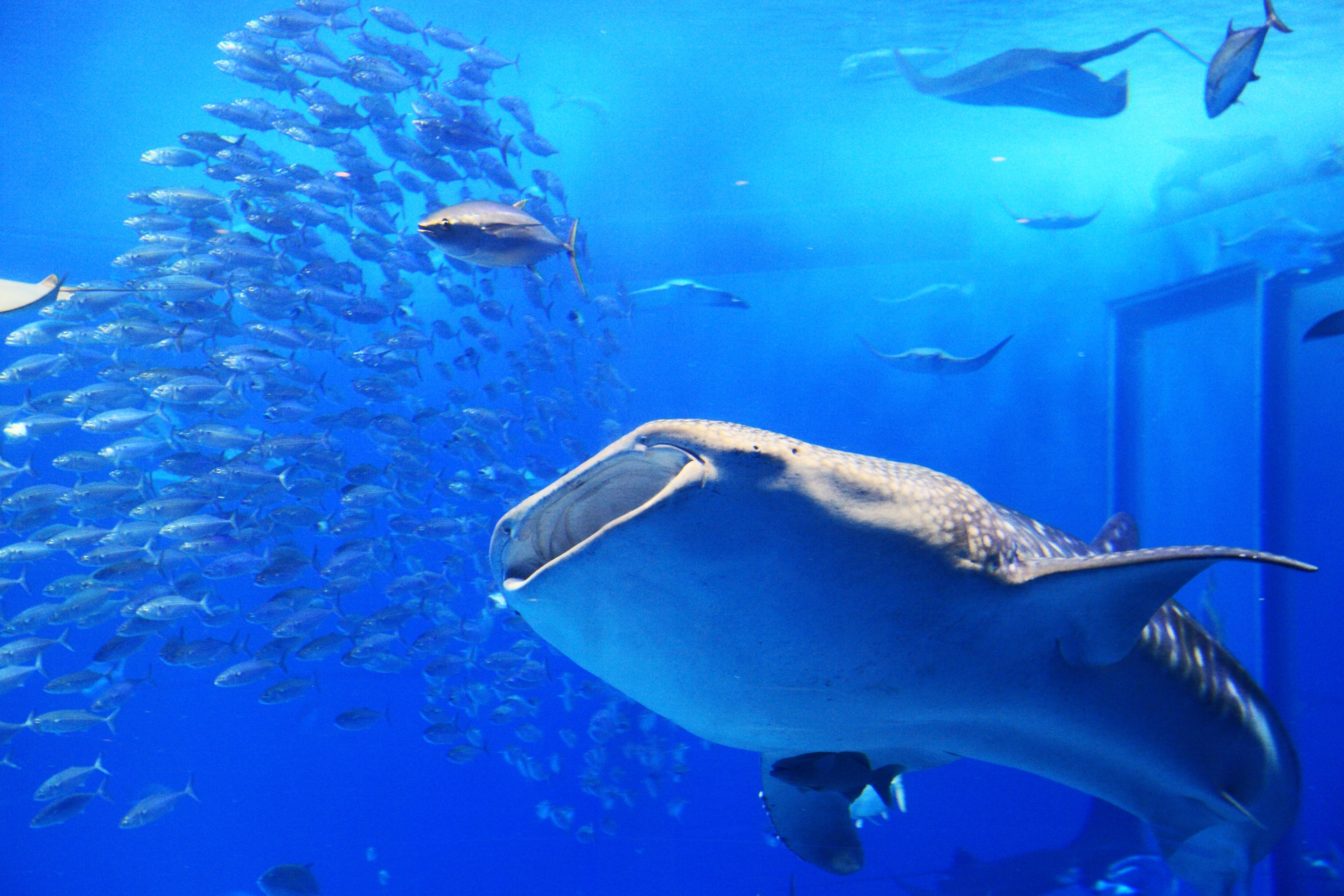 いおワールドかごしま水族館の人気者 ジンベエザメの魅力を7つ紹介 ふぉむすい