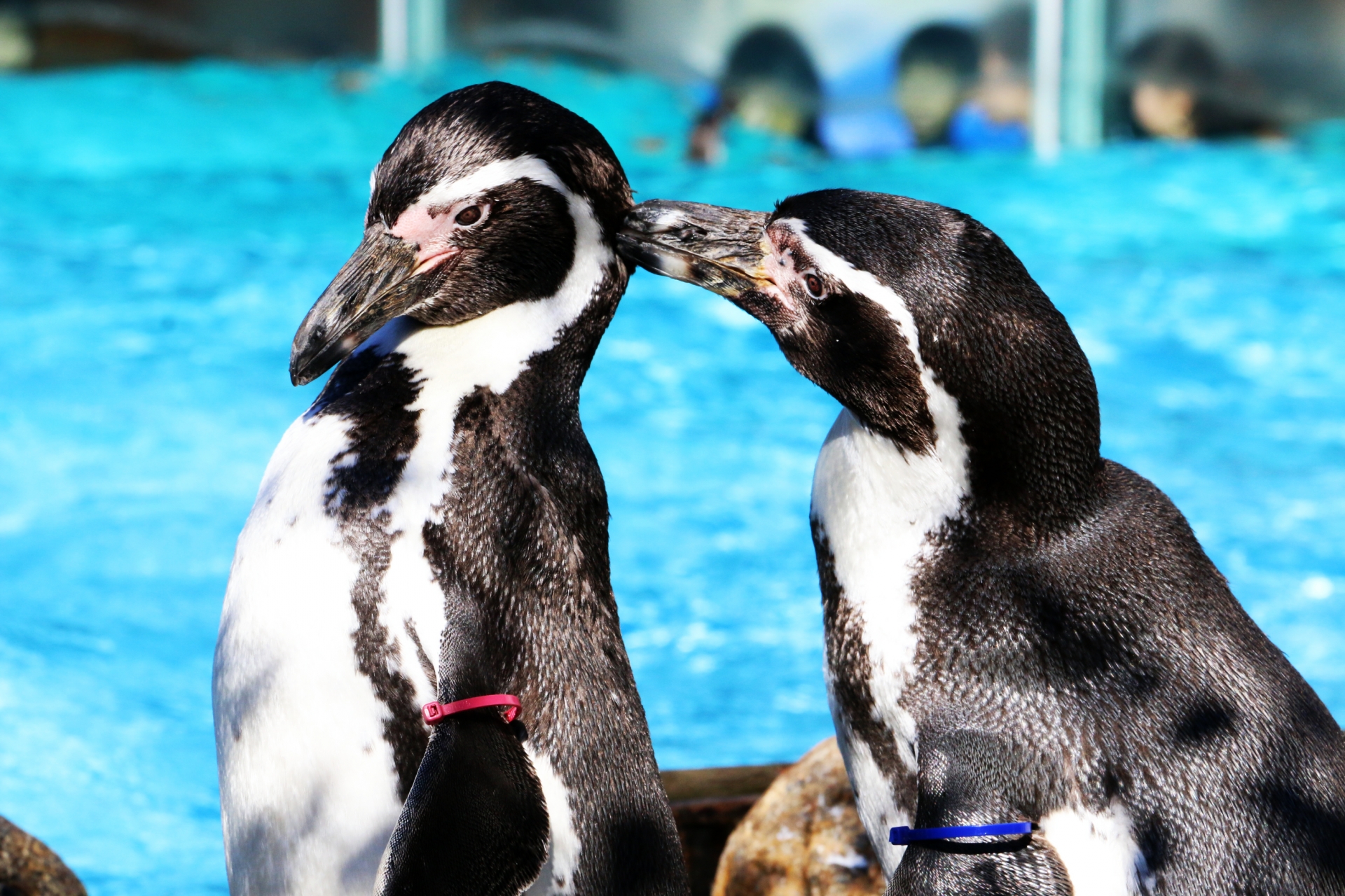 姫路市立水族館はコスパ最高の観光スポット 魅力5選を徹底解説 ふぉむすい