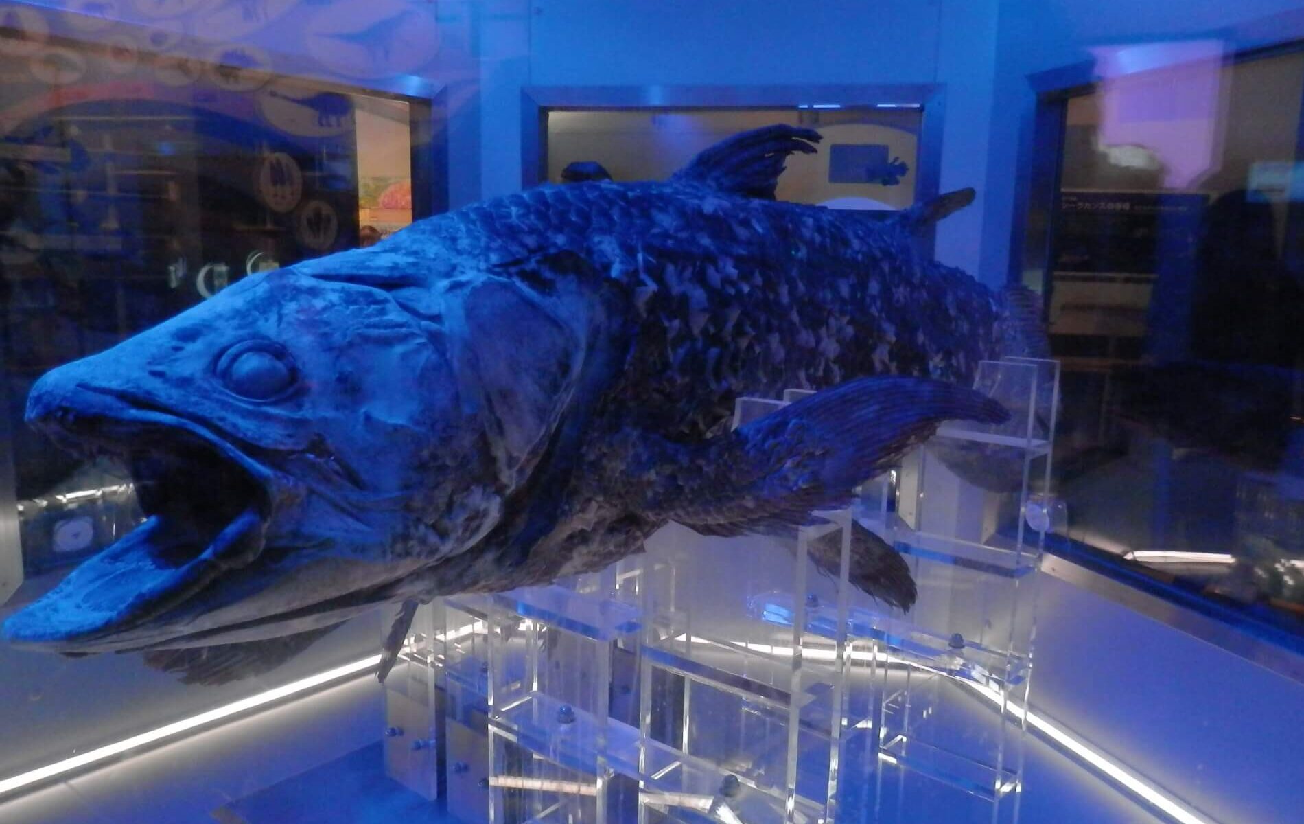 沼津港深海水族館の見どころ5選 知る人ぞ知る ディープスポット ふぉむすい