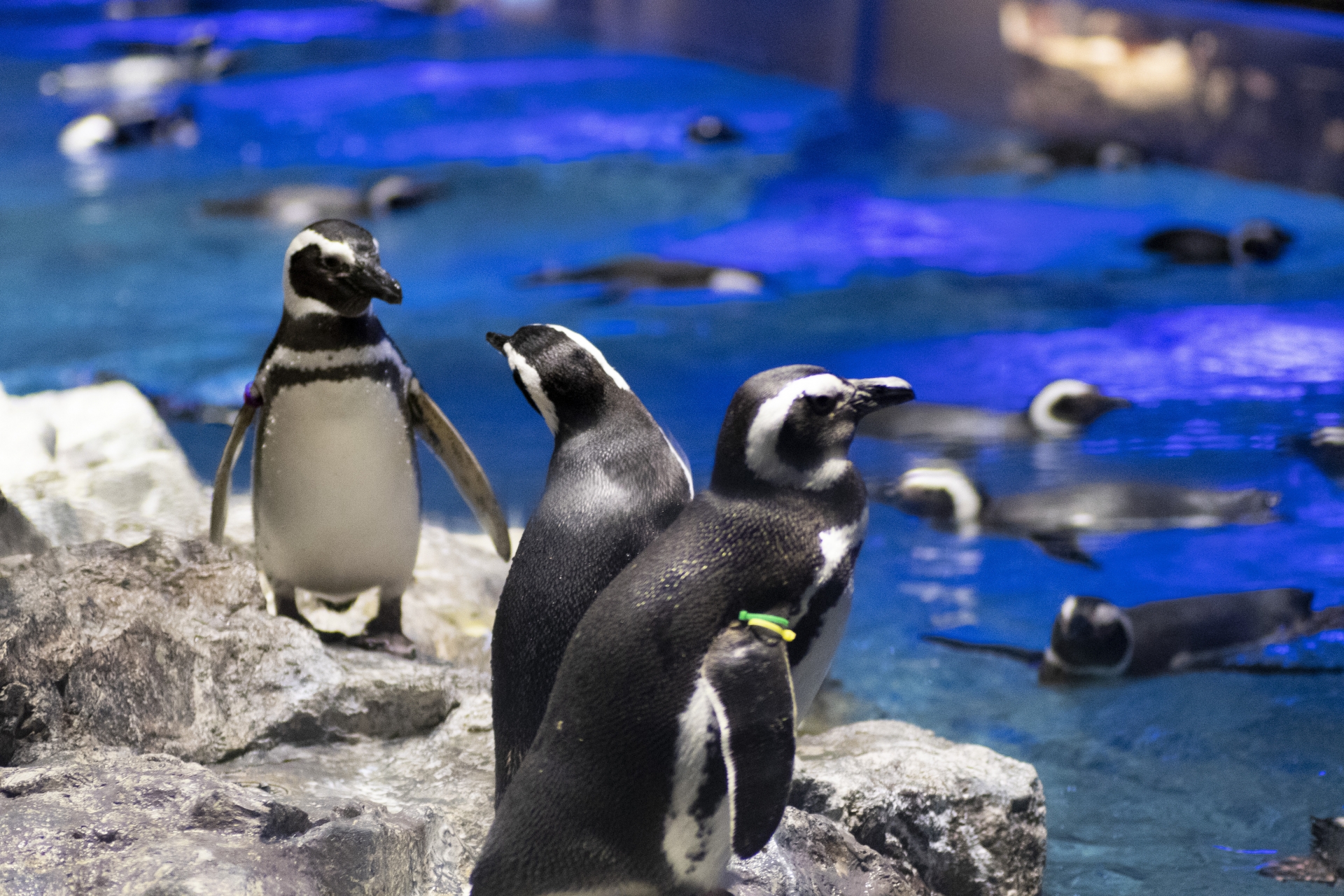 すみだ水族館で話題沸騰のペンギンの魅力 特に人気な3匹たちも紹介 ふぉむすい