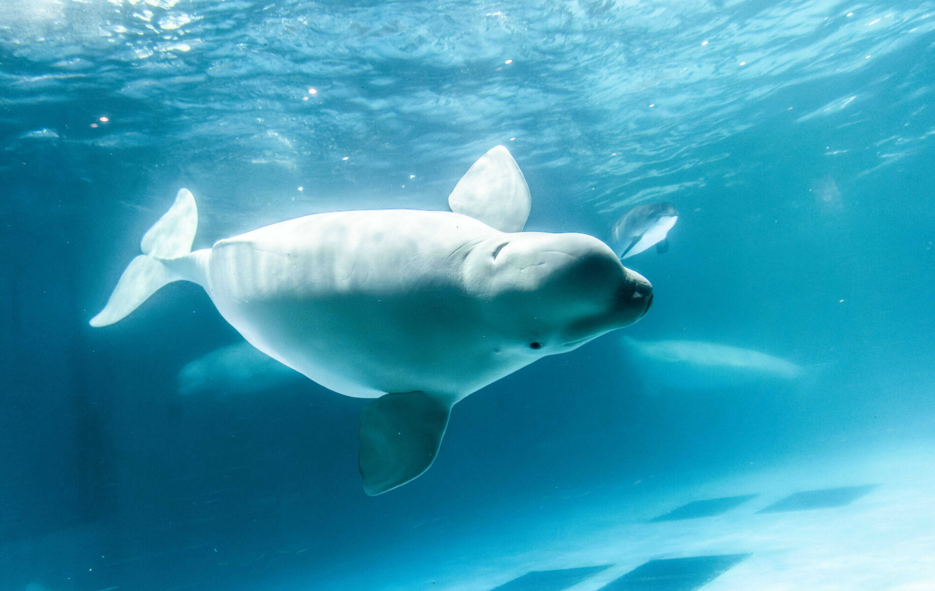 21年版 シロイルカに会える 全国の水族館4選を紹介 ふぉむすい